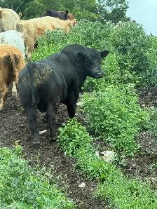 angus bulls for sale