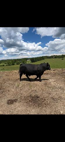 angus bulls for sale - Photo 2