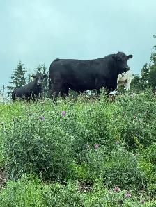 angus bulls for sale - Photo 3