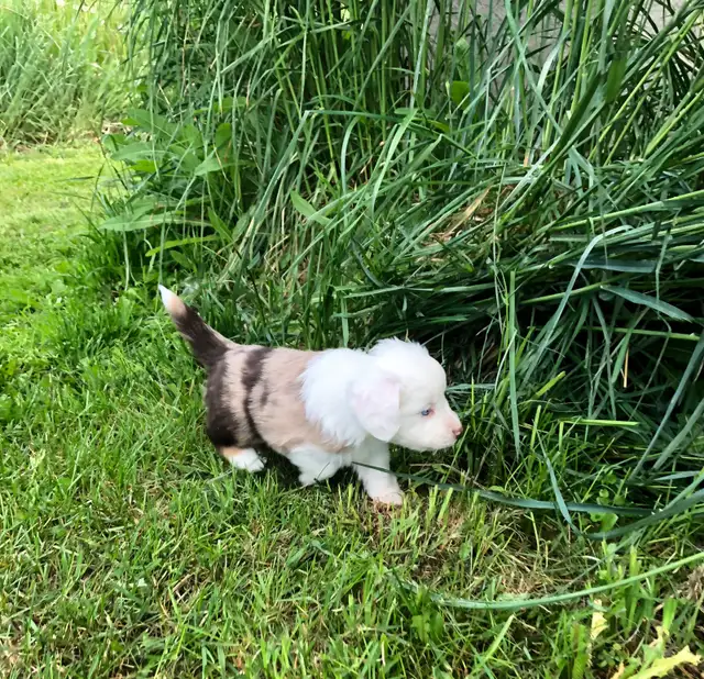 Miniature Australian Shepherd Pups