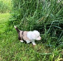 Miniature Australian Shepherd Pups