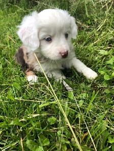 Miniature Australian Shepherd Pups - Photo 2