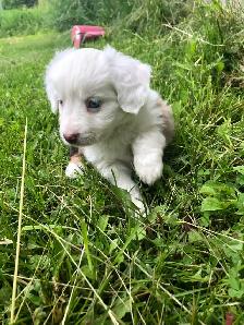 Miniature Australian Shepherd Pups - Photo 3