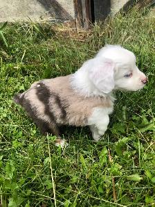 Miniature Australian Shepherd Pups - Photo 4