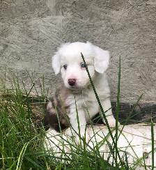 Miniature Australian Shepherd Pups - Photo 5