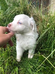 Miniature Australian Shepherd Pups - Photo 6