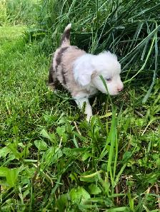 Miniature Australian Shepherd Pups - Photo 7