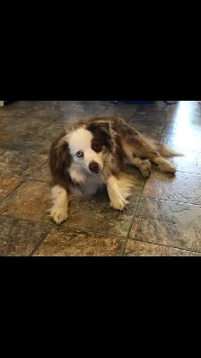 Miniature Australian Shepherd Pups - Photo 8