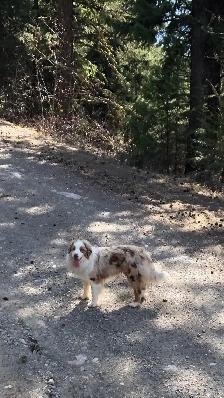 Miniature Australian Shepherd Pups - Photo 9