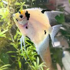 large angel fish