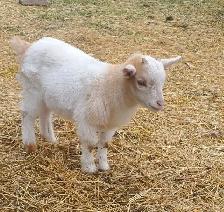 Adorable, mini goats - Photo 2