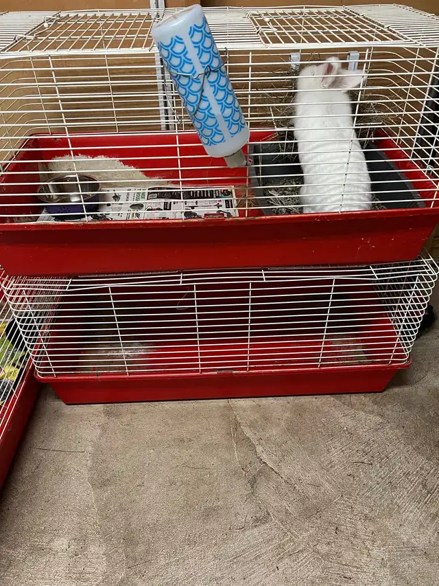 Rabbit Accessories and Cages
