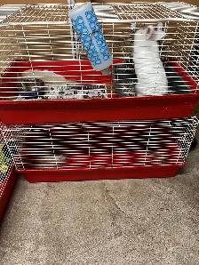 Rabbit Accessories and Cages