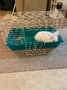 Rabbit Accessories and Cages - Photo 2