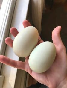 Duck eggs