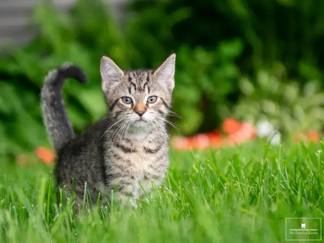 Adorable Kitten for Sale! Ready to Go!
