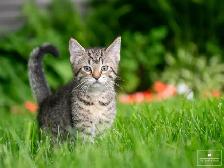 Adorable Kitten for Sale! Ready to Go!