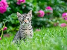 Adorable Kitten for Sale! Ready to Go! - Photo 2
