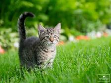 Adorable Kitten for Sale! Ready to Go! - Photo 3