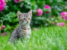 Adorable Kitten for Sale! Ready to Go! - Photo 4