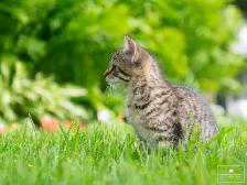 Adorable Kitten for Sale! Ready to Go! - Photo 7