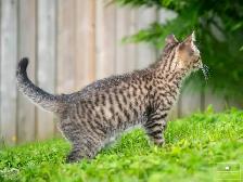 Adorable Kitten for Sale! Ready to Go! - Photo 8