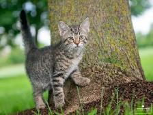 Adorable Kitten for Sale! Ready to Go! - Photo 9