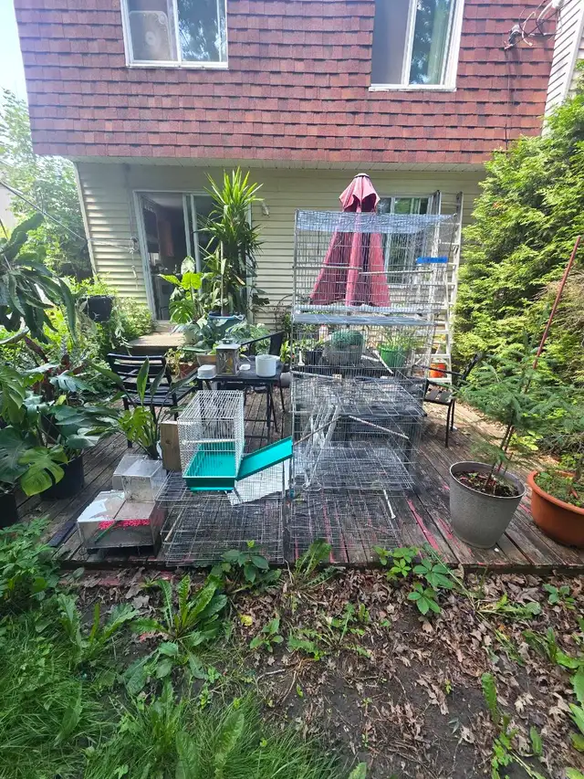 cages et accsoires pour oiseaux exotiques