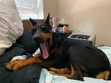 King Doberman pincher
