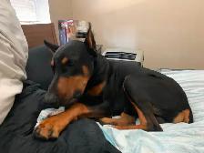 King Doberman pincher - Photo 2