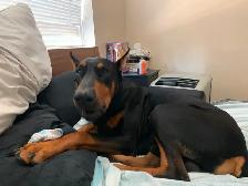 King Doberman pincher - Photo 3