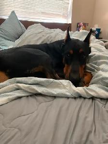 King Doberman pincher - Photo 4