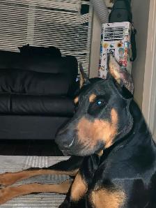 King Doberman pincher - Photo 5