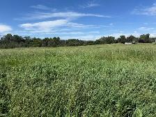 Up to 50 Hay Barrels, Organic Farmland, Ready for Cutting