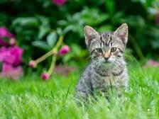 Cute Kitten for Sale! Ready to Go Now! - Photo 3