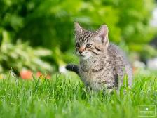 Cute Kitten for Sale! Ready to Go Now! - Photo 6