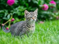 Cute Kitten for Sale! Ready to Go Now! - Photo 7