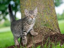 Cute Kitten for Sale! Ready to Go Now! - Photo 9