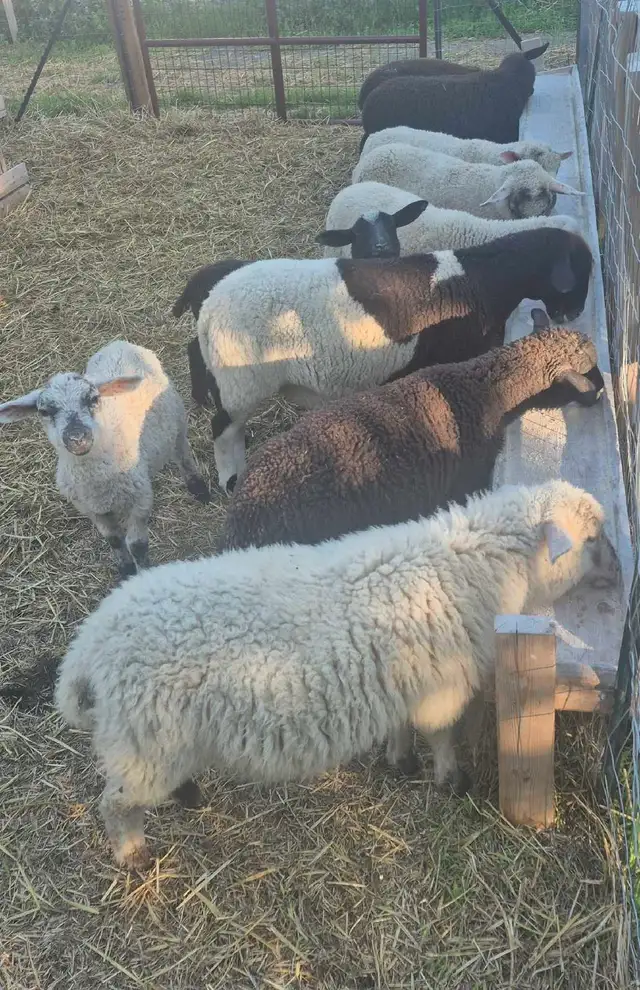 Mix lambs