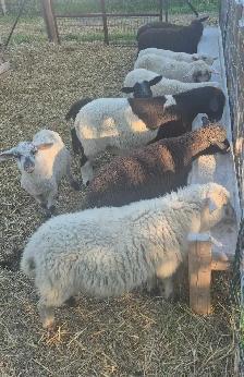 Mix lambs
