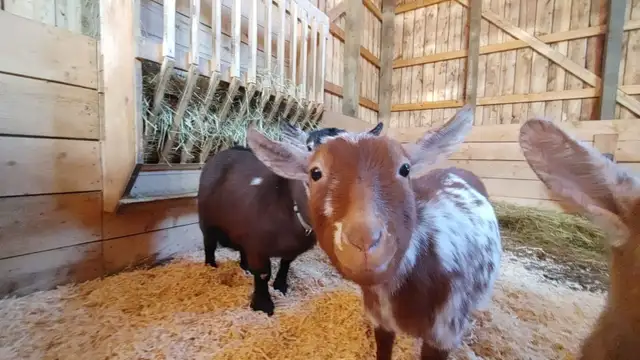 5 Bred Miniature Goats For Free