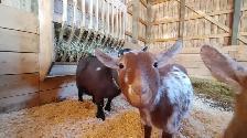 5 Bred Miniature Goats For Free
