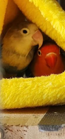 LOVE BIRDS PAIR FOR REHOMING