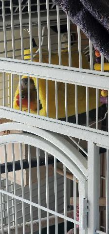 LOVE BIRDS PAIR FOR REHOMING - Photo 2
