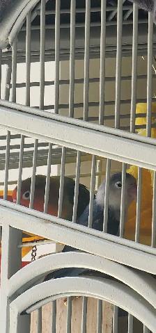 LOVE BIRDS PAIR FOR REHOMING - Photo 3