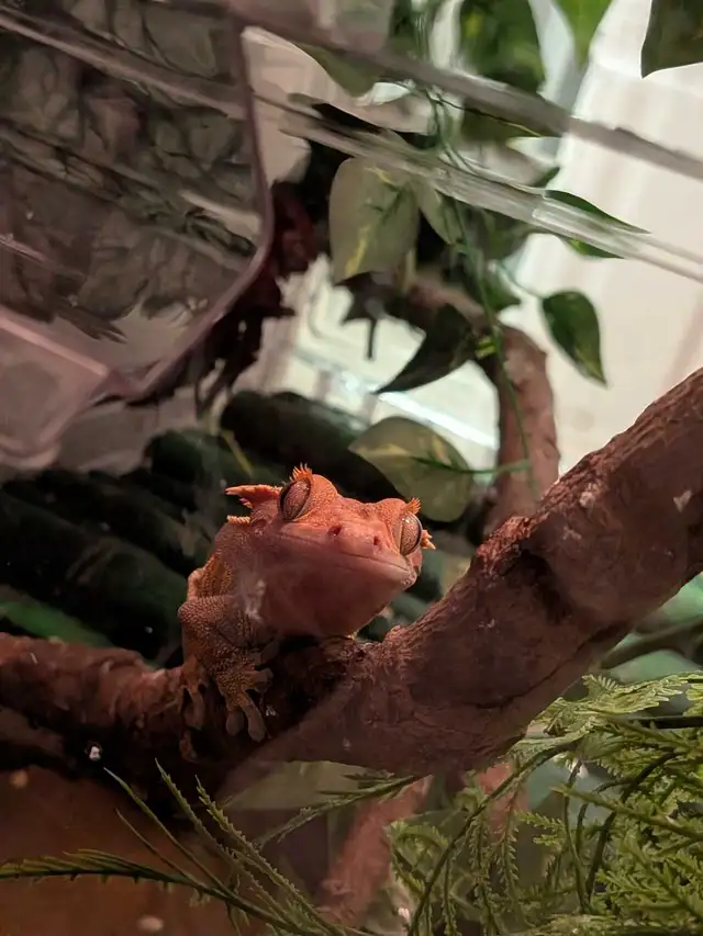 gecko à crête