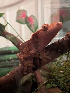 gecko à crête - Photo 2