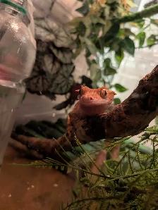 gecko à crête - Photo 3