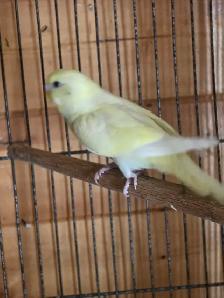 vente de garage d ete cages  et oiseaux exotiques - Photo 2