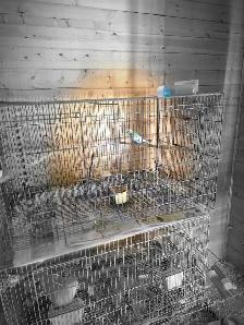vente de garage d ete cages  et oiseaux exotiques - Photo 3